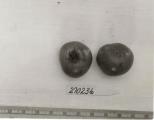 Click for 1 image(s) for this accession. FRUIT